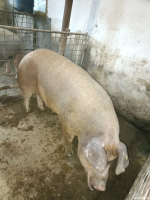 Vand scroafa duroc - imagine 3 Vand scroafa duroc - imagine 3