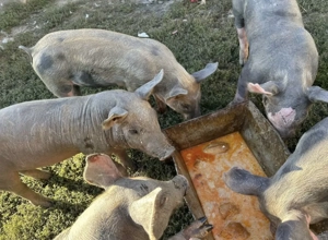 Purcei pietrian  - imagine 2 Purcei pietrian  - imagine 2