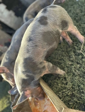 Purcei pietrian  - imagine 3 Purcei pietrian  - imagine 3