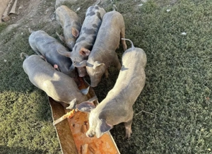 Purcei pietrian  - imagine 4 Purcei pietrian  - imagine 4