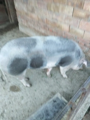 Vand scroafa 12 lei kg