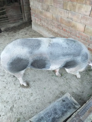 Vand scroafa 12 lei kg - imagine 2