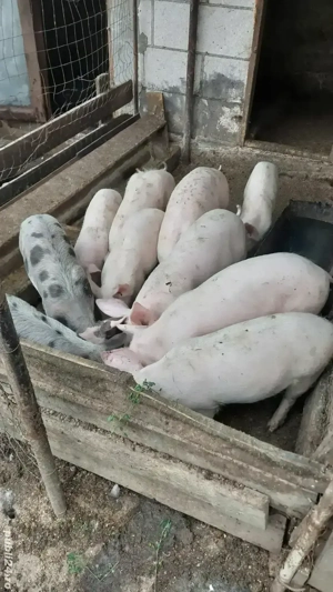 Purcei petrean - imagine 2