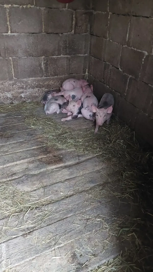 Purcei petrean - imagine 3