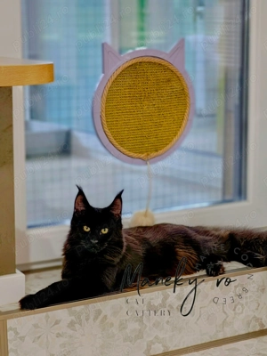 Pui Maine Coon Blue & Negru   Linie Gigant, Campioni, Pedigree FIFe   WCF