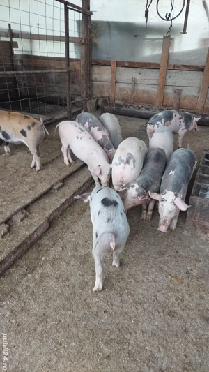 Purcei petrean - imagine 4