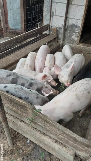 Purcei petrean - imagine 5