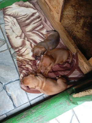 vand cățeluși techel  - imagine 3 vand cățeluși techel  - imagine 3