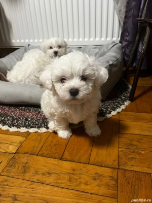 Bichon Maltez