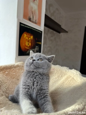 British shorthair fetita