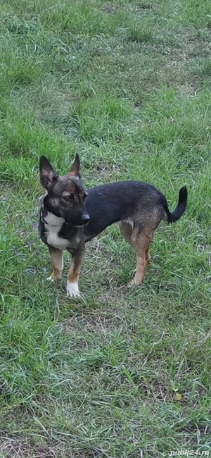 Jack Russell Terrier