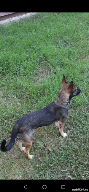 Donez Jack Russell Terrier  - imagine 2