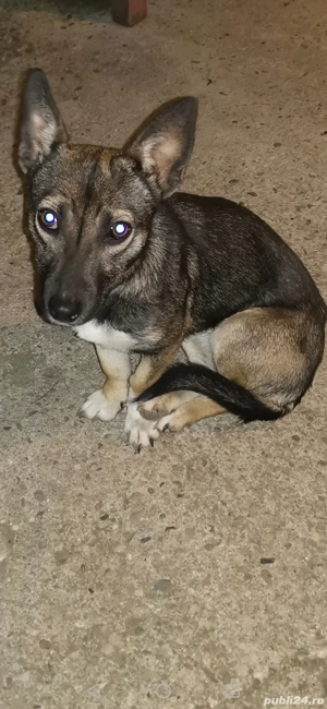 Donez Jack Russell Terrier  - imagine 3