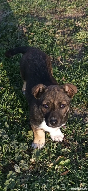 Donez Jack Russell Terrier  - imagine 4