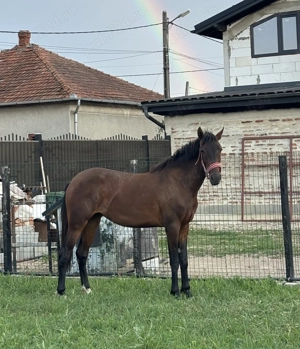 vand manza de 3 ani urgent  - imagine 2