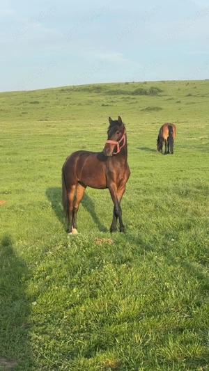 vand manza de 3 ani urgent 