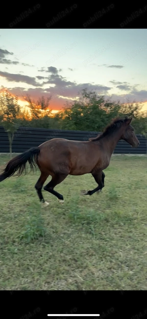 vand manza de 3 ani urgent  - imagine 4