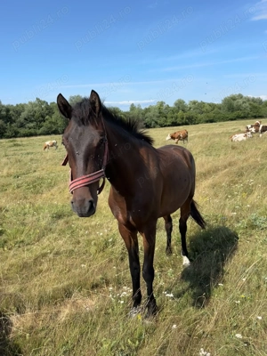 vand manza de 3 ani urgent  - imagine 3