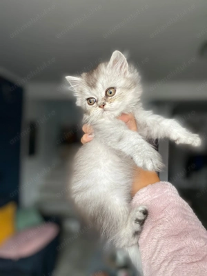 Baietel british longhair