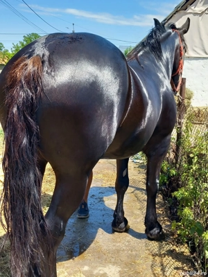 Vind minză de 4 ani - imagine 2 Vind minză de 4 ani - imagine 2