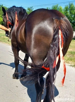 Vind minză de 4 ani - imagine 4 Vind minză de 4 ani - imagine 4