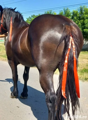 Vind minză de 4 ani - imagine 3 Vind minză de 4 ani - imagine 3