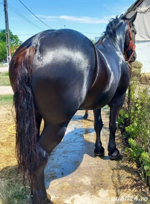 Vind minză de 4 ani - imagine 5 Vind minză de 4 ani - imagine 5