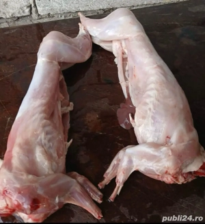 Iepuri - carcase