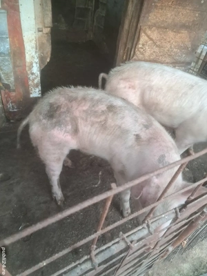 Vand porci unul este de 100kg aproximativ si ceilalți de 120-130kg 17 lei . În apropiere de Baia Mar