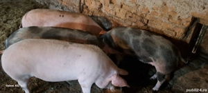 Disponibili porci pentru Craciun - imagine 2