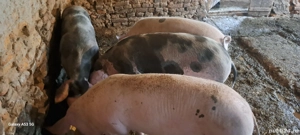 Disponibili porci pentru Craciun