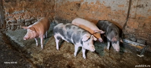 Disponibili porci pentru Craciun - imagine 5