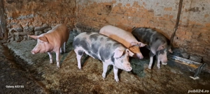 Disponibili porci pentru Craciun - imagine 3