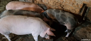 Disponibili porci pentru Craciun - imagine 4