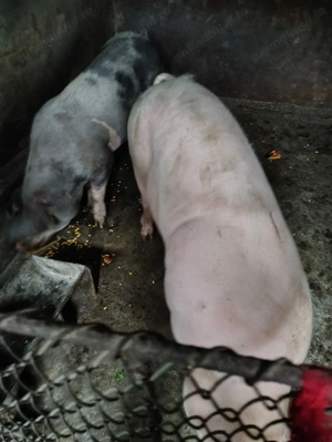 Vând 3 porci crescuți natural - imagine 2 Vând 3 porci crescuți natural - imagine 2