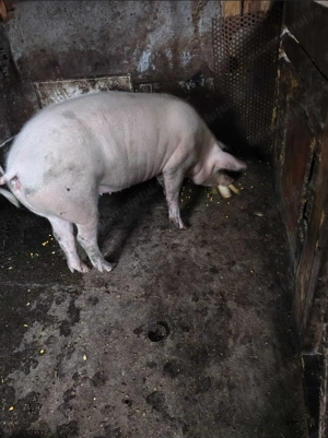 Vând 3 porci crescuți natural