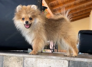 Pomeranian 5 luni cu pedegree 