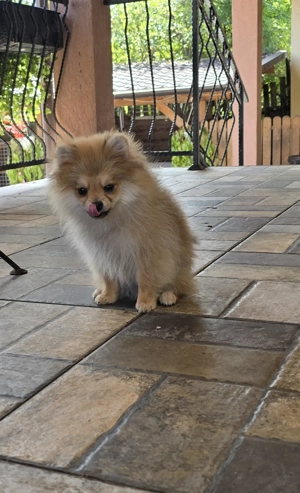 Pomeranian 5 luni cu pedegree  - imagine 2 Pomeranian 5 luni cu pedegree  - imagine 2