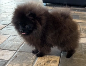 Pomeranian 5 luni cu pedegree  - imagine 3 Pomeranian 5 luni cu pedegree  - imagine 3