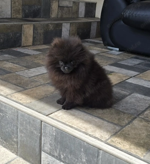 Pomeranian 5 luni cu pedegree  - imagine 4 Pomeranian 5 luni cu pedegree  - imagine 4