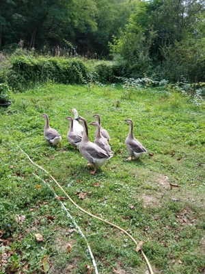 gasca de vanzare. 30 lei kg. - imagine 4 gasca de vanzare. 30 lei kg. - imagine 4