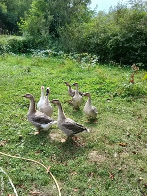 gasca de vanzare. 30 lei kg. - imagine 2 gasca de vanzare. 30 lei kg. - imagine 2