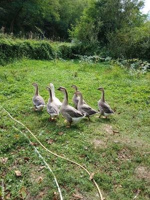 gasca de vanzare. 30 lei kg. - imagine 3 gasca de vanzare. 30 lei kg. - imagine 3