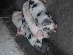 Porci de vanzare  - imagine 2