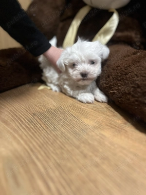 Bichon Maltease alb imaculat - imagine 2 Bichon Maltease alb imaculat - imagine 2