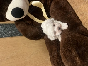 Bichon Maltease alb imaculat - imagine 4 Bichon Maltease alb imaculat - imagine 4