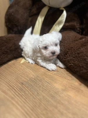 Bichon Maltease alb imaculat - imagine 3 Bichon Maltease alb imaculat - imagine 3