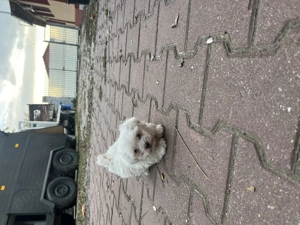 Bichon Maltease alb imaculat