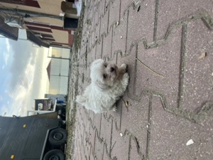 Bichon Maltease alb imaculat - imagine 5 Bichon Maltease alb imaculat - imagine 5
