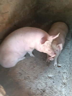 Porci de vanzare - imagine 2